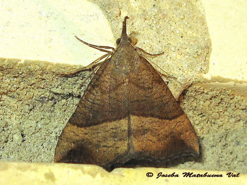 Hypena (Hypena) proboscidalis - Erebidae